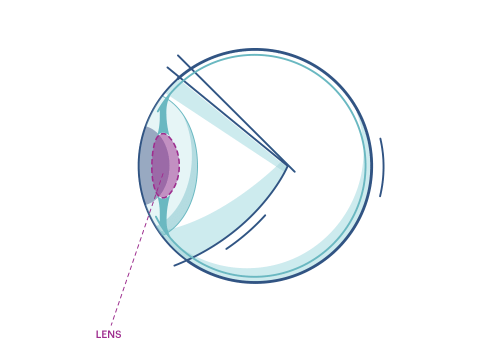 Illustration of any eye highlighting the lens